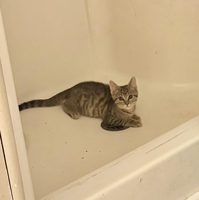 A baby small-sized male Tabby (Brown / Chocolate) Domestic Short Hair cat named Winnie for adoption in Indianapolis, IN