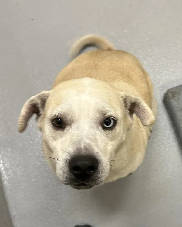 An adult small-sized male Labrador Retriever dog named Pen Lucky for adoption in Lawrenceville, GA