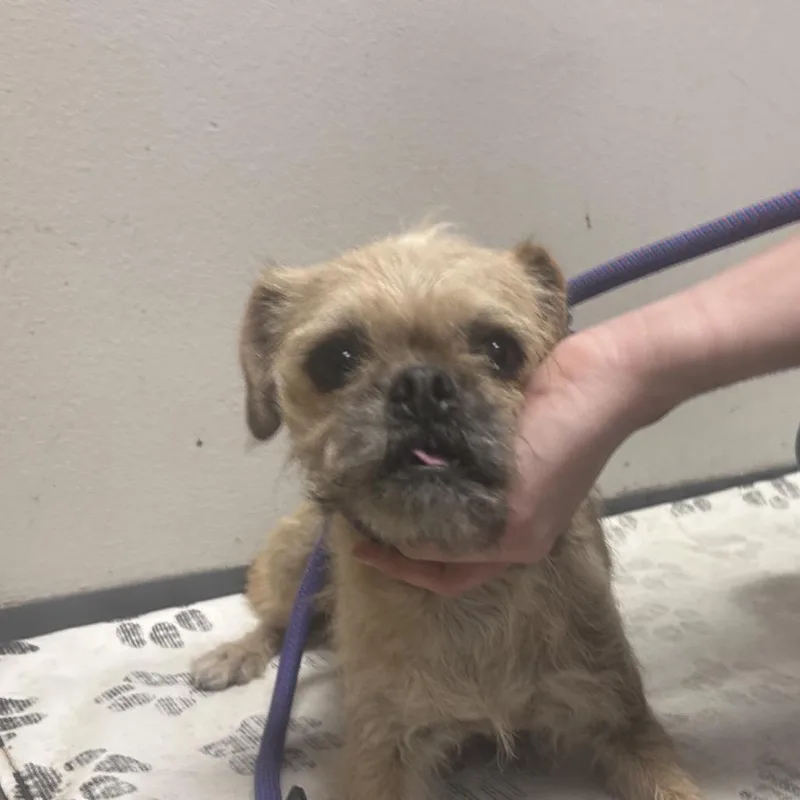 An adult small-sized female Brown / Chocolate Mixed Breed dog named Carol for adoption in Yuma, AZ