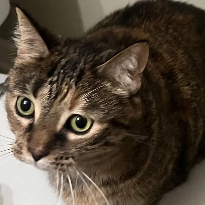 A senior small-sized female Brown / Chocolate Domestic Short Hair cat named Ginny  Home to for adoption in South Elgin, IL
