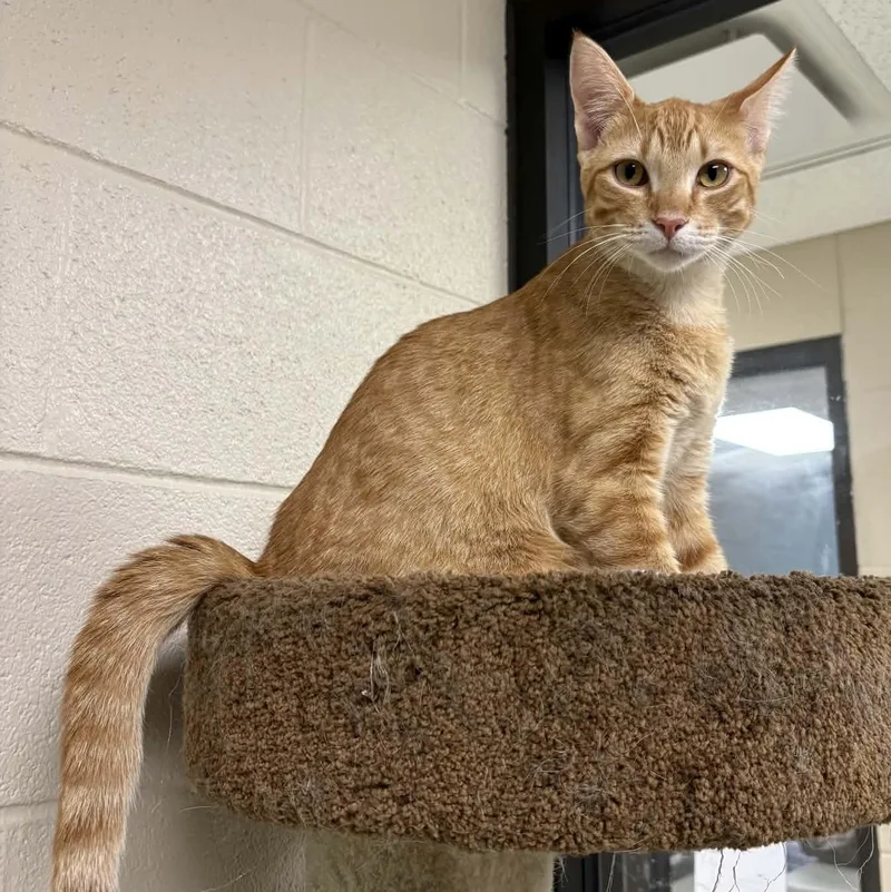 A young medium-sized male Tabby (Orange / Red) Domestic Short Hair cat named Chili for adoption in Valparaiso, IN