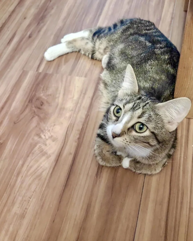 A young small-sized female Domestic Short Hair cat named Chala for adoption in Forest Lake, MN