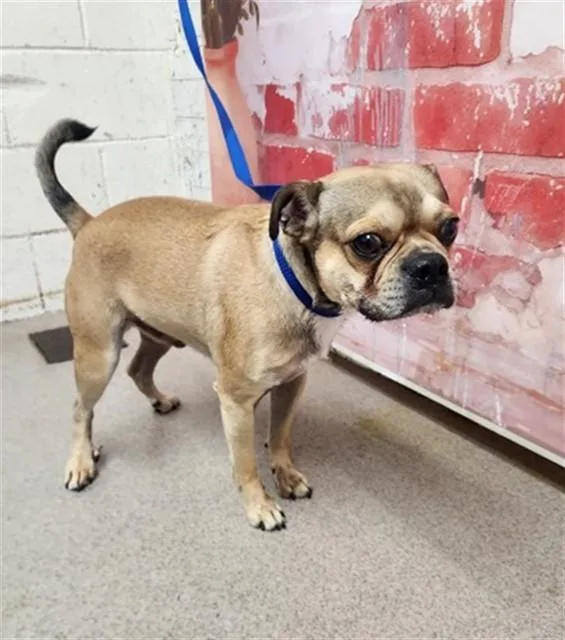An adult small-sized male Pug dog named Uptown Pride for adoption in San Bernardino, CA
