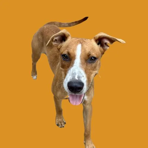 A young small-sized female Brown / Chocolate Mixed Breed dog named Hershey for adoption in Sullivan City, TX
