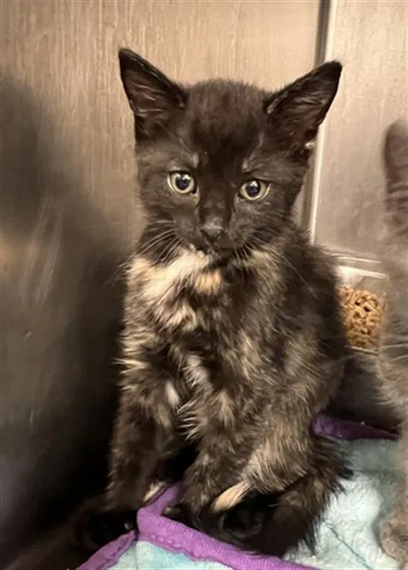 A young small-sized female Domestic Short Hair cat named Obsidian for adoption in Casper, WY