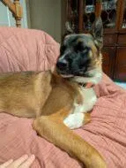 An adult large-sized female Mixed Breed dog named Maddie for adoption in West Chester, PA