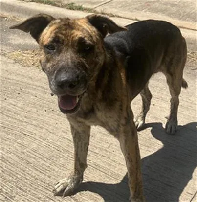 An adult large-sized male Mixed Breed dog named Randy for adoption in Dallas, TX