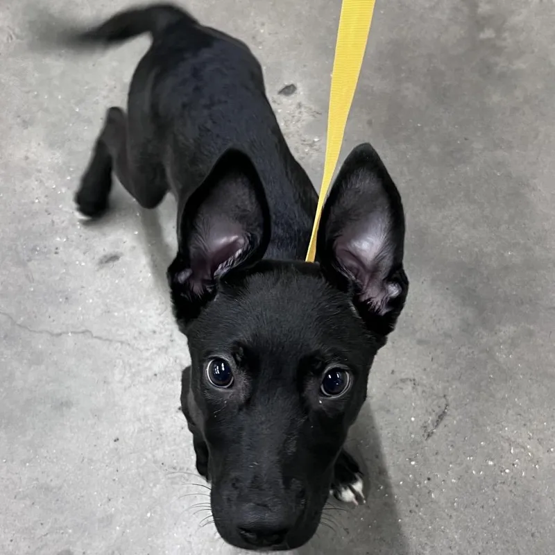 A baby small-sized male Black Shepherd dog named Coal for adoption in Tampa, FL