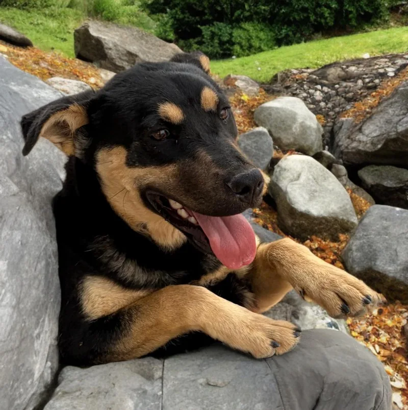 An adult medium-sized male Shepherd dog named Howie for adoption in Kingman, AZ