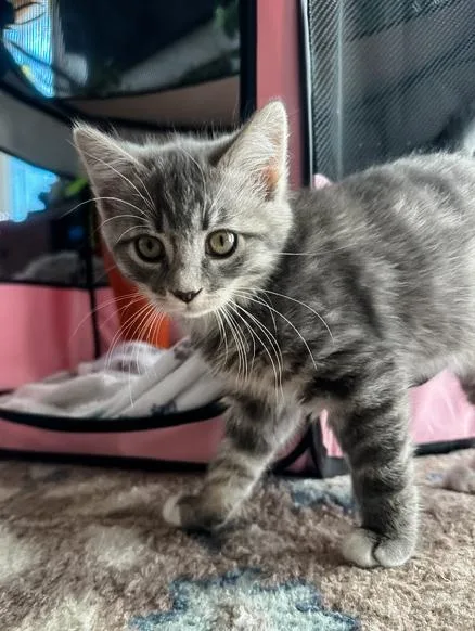 A baby medium-sized female Tabby (Gray / Blue / Silver) Domestic Short Hair cat named Clover for adoption in Philadelphia, PA