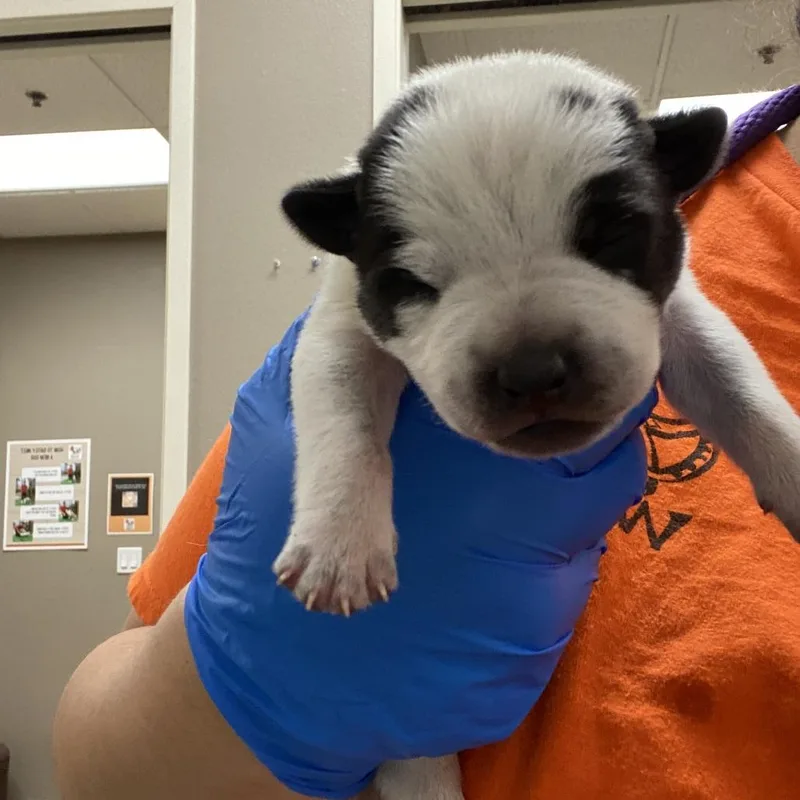 A baby large-sized male White / Cream Cattle Dog dog named Mini______ for adoption in Westminster, CA