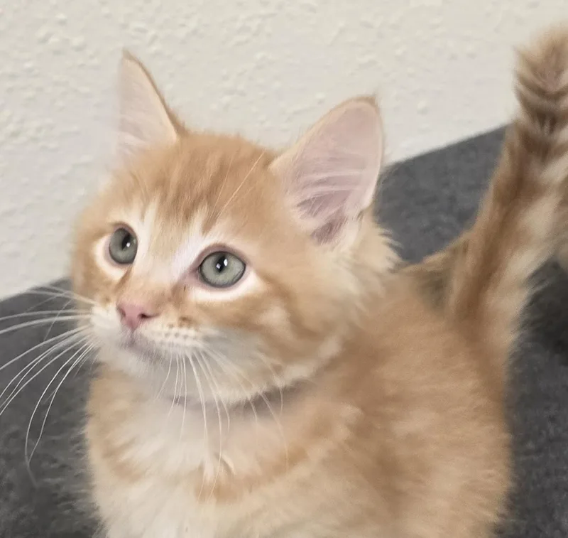 A baby medium-sized male Orange / Red Domestic Short Hair cat named Pooh Bear for adoption in Red Wing, MN