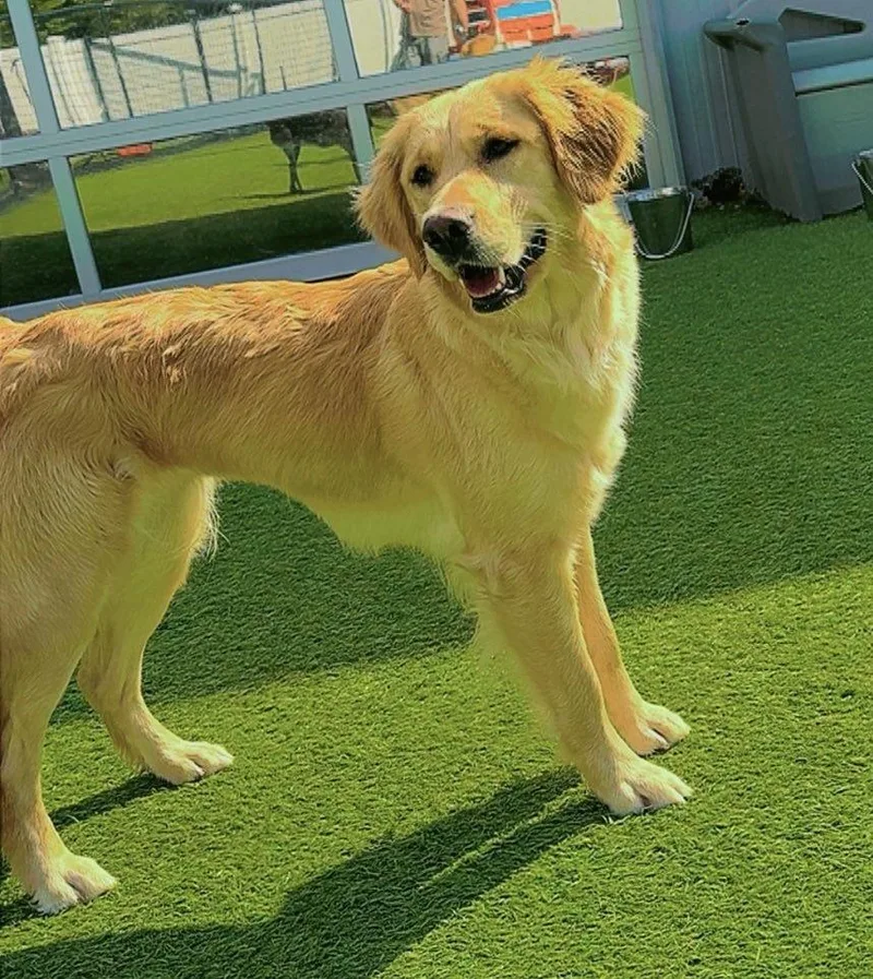 A young large-sized female Golden Retriever dog named Shotzi for adoption in Little Rock, AR