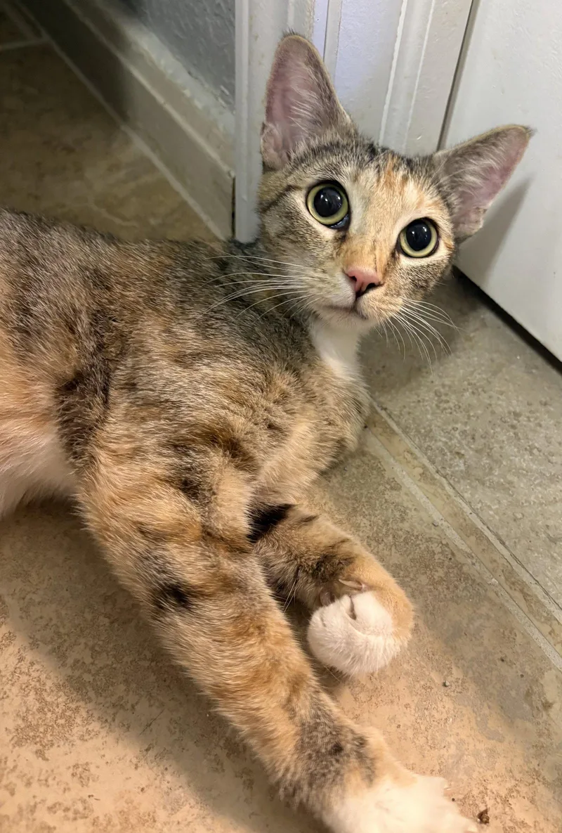 A young small-sized female Domestic Short Hair cat named Caleco for adoption in Kansas City, MO
