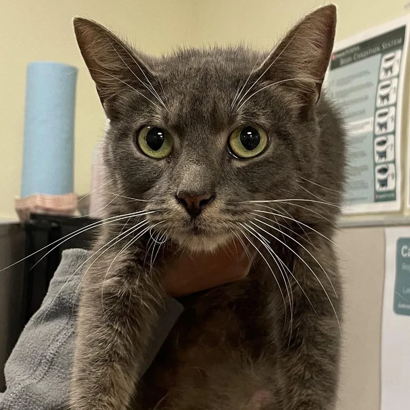 An adult extra large-sized female Gray / Blue / Silver Domestic Short Hair cat named Meri Grey for adoption in Chicago, IL