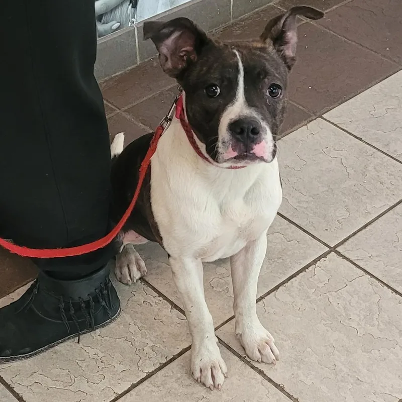 A young medium-sized female Brindle Mixed Breed dog named Pawlina for adoption in Columbus, GA