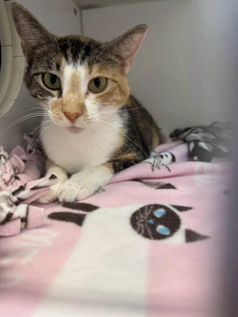 A young medium-sized female Domestic Short Hair cat named Jasmine  Yr for adoption in Sterling, MA