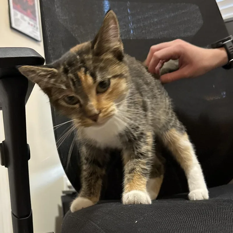 An adult medium-sized female Calico Domestic Short Hair cat named 72459 for adoption in Harrisonburg, VA