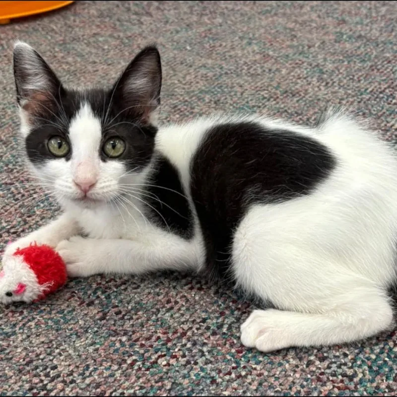 A baby small-sized male Black Domestic Medium Hair cat named Jebadiah Swopes for adoption in Hamburg, NY