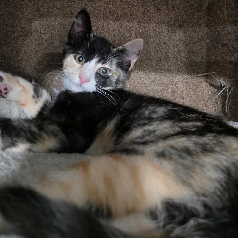 A young small-sized female Calico Domestic Short Hair cat named Addie for adoption in Ephrata, PA