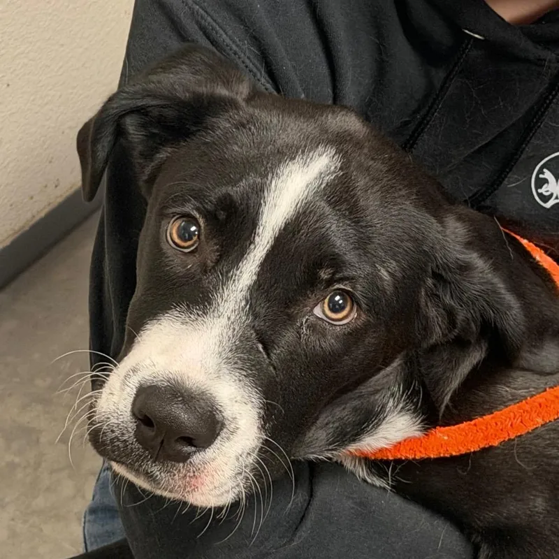 A young medium-sized male Black Pit Bull Terrier dog named Woody for adoption in Yuma, AZ