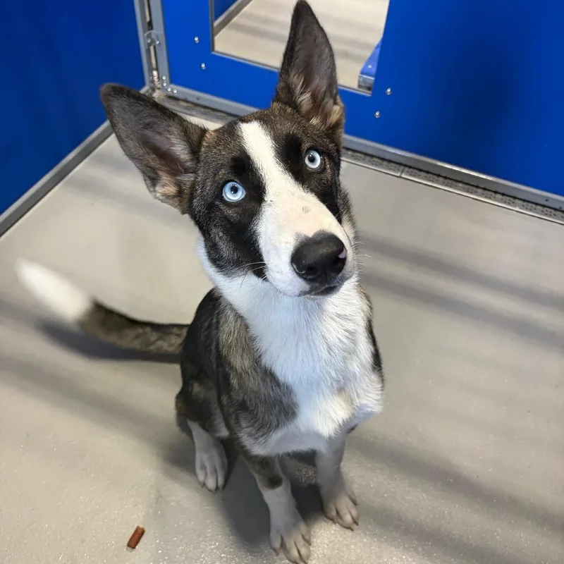 A young medium-sized female Gray / Blue / Silver Husky dog named Kcac . for adoption in Kerrville, TX