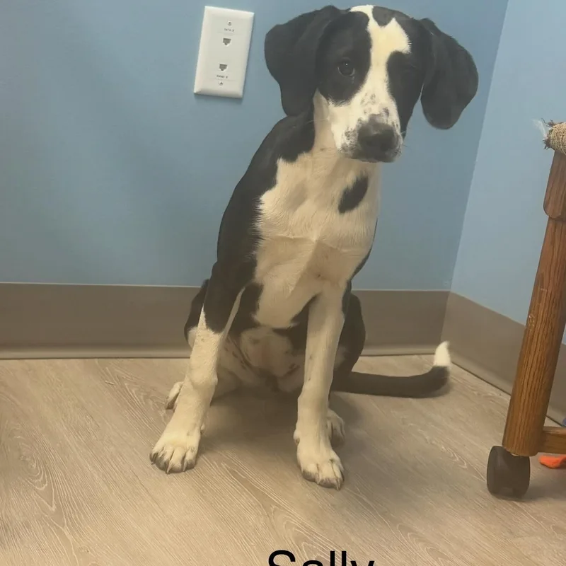A baby medium-sized female Black Coonhound dog named Sally for adoption in Ulster, PA
