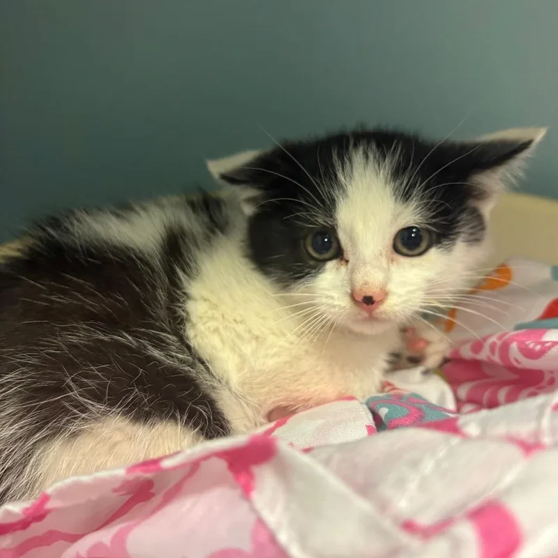 A baby small-sized female White Domestic Short Hair cat named Suzy Q for adoption in Chattanooga, TN