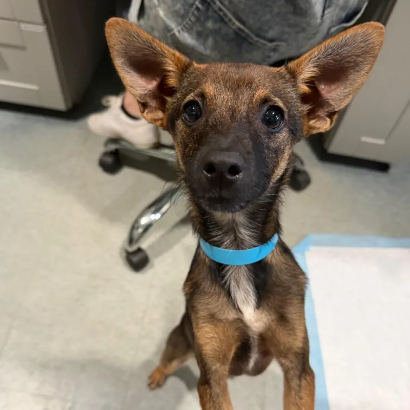A baby small-sized male Black Chihuahua dog named Macready for adoption in Kyle, TX