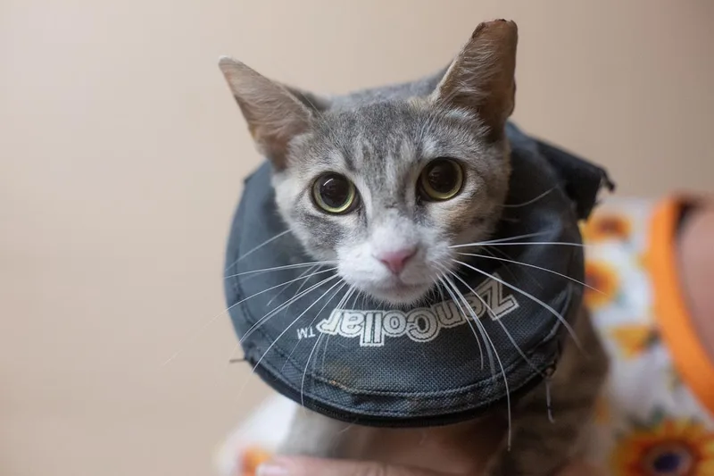 An adult medium-sized female Domestic Short Hair cat named Echo for adoption in Mountain Home, AR