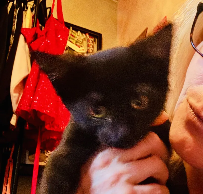 A baby small-sized female Black Domestic Short Hair cat named Saturn for adoption in North Chesterfield, VA