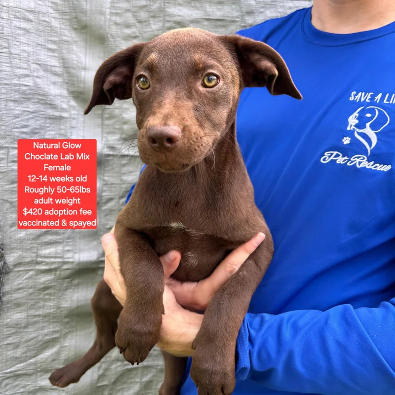 A baby large-sized female Chocolate Labrador Retriever dog named Natural Glow for adoption in Oviedo, FL