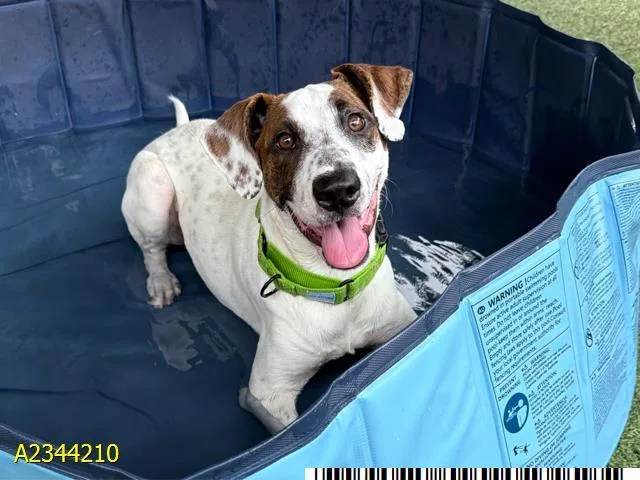 A young small-sized female Mixed Breed dog named Jazzy for adoption in West Palm Beach, FL