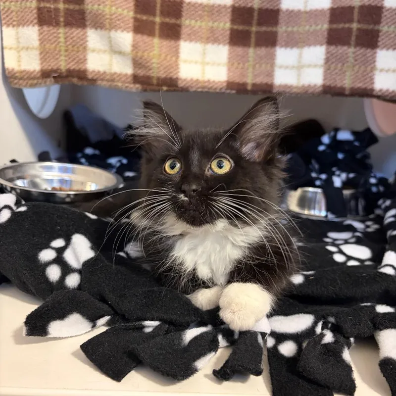 A baby small-sized female Domestic Long Hair cat named Mothra for adoption in Council Bluffs, IA
