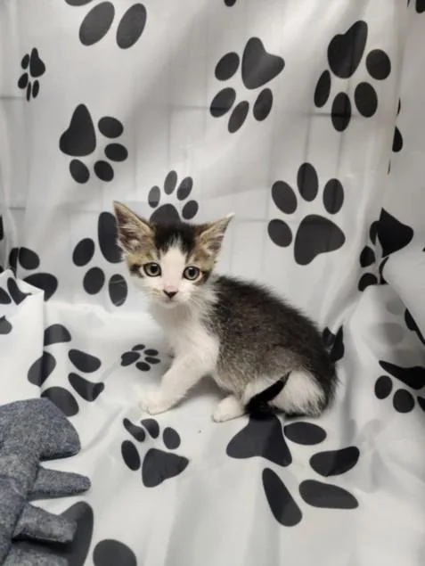 A baby small-sized male Domestic Short Hair cat named Yoyo for adoption in Chatsworth, CA