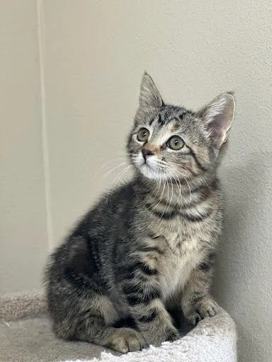 A young medium-sized female Tabby (Buff / Tan / Fawn) Domestic Short Hair cat named Sweet Pea for adoption in Marshall, TX