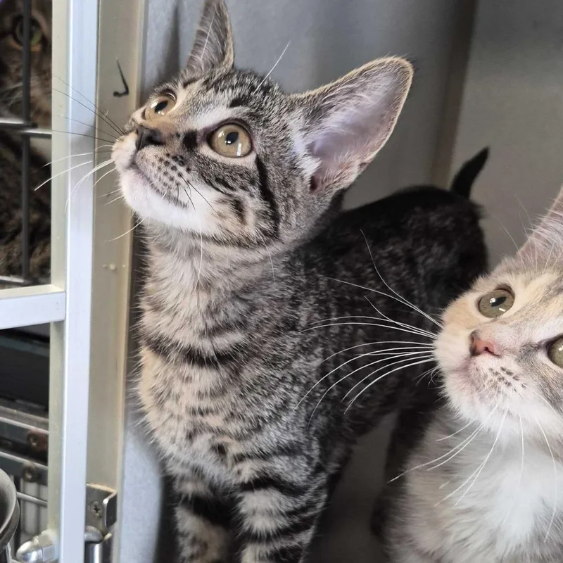 A baby small-sized female Domestic Short Hair cat named Morp for adoption in Davenport, IA
