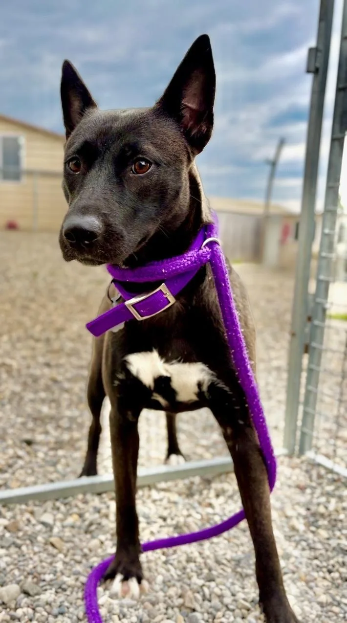 A young medium-sized female Shepherd dog named Soda for adoption in Oxford, MI