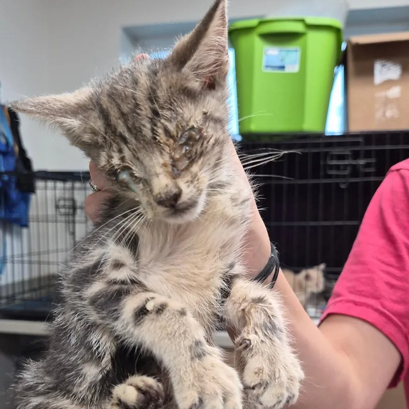 A baby small-sized male Gray / Blue / Silver Domestic Short Hair cat named Michael for adoption in Hattiesburg, MS