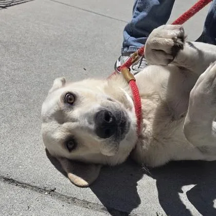 An adult small-sized female Labrador Retriever dog named Tara for adoption in Voorhees, NJ
