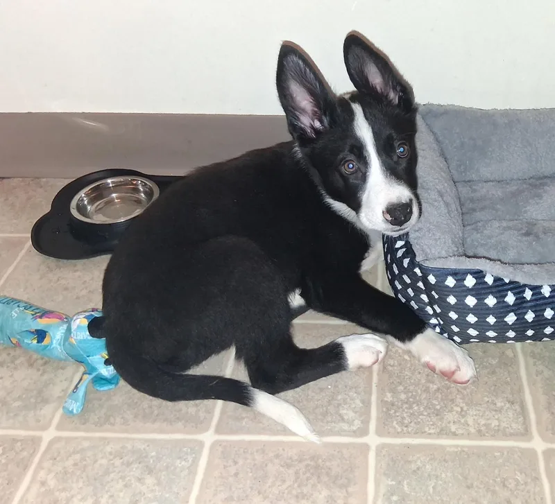 A baby medium-sized female Mixed Breed dog named Bella for adoption in Monona, WI