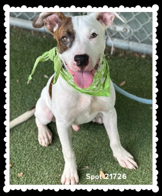 A baby medium-sized male White / Cream Pit Bull Terrier dog named Spot for adoption in Marietta, GA