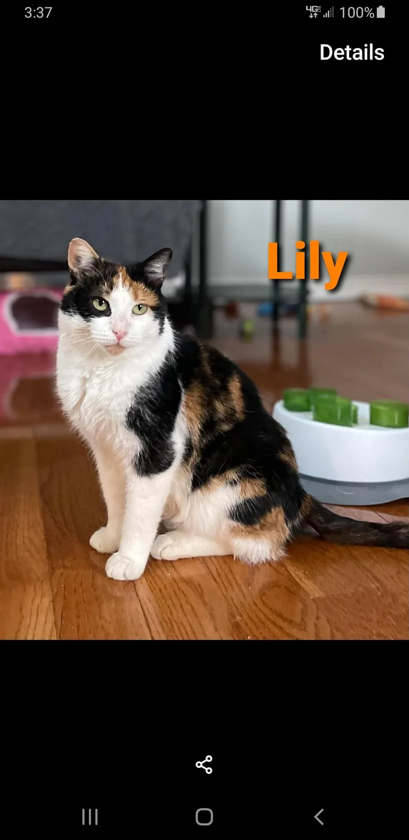 Lily thumbnail 6