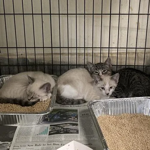 A baby small-sized female Brown / Chocolate Domestic Short Hair cat named Diana for adoption in Hawthorne, CA