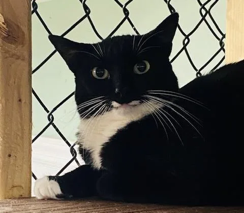 A young medium-sized male Domestic Short Hair cat named Bronx for adoption in Beacon, NY