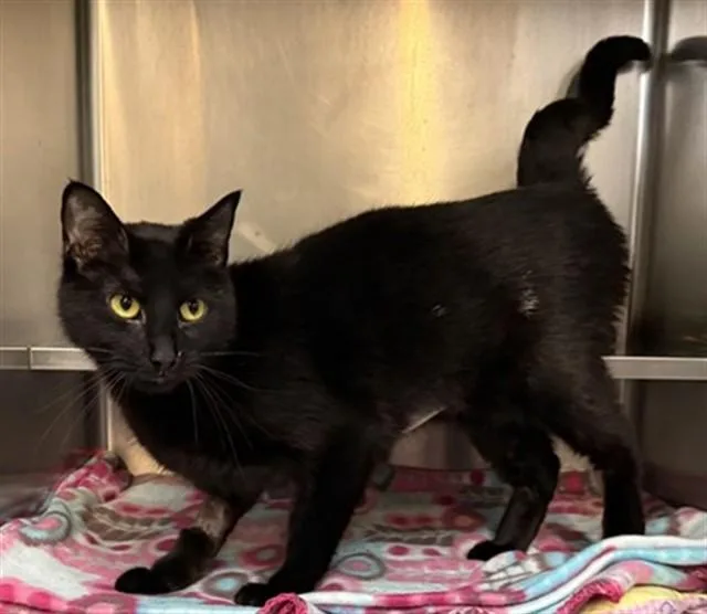 A young large-sized female Domestic Short Hair cat named Antonovka for adoption in Aurora, IL