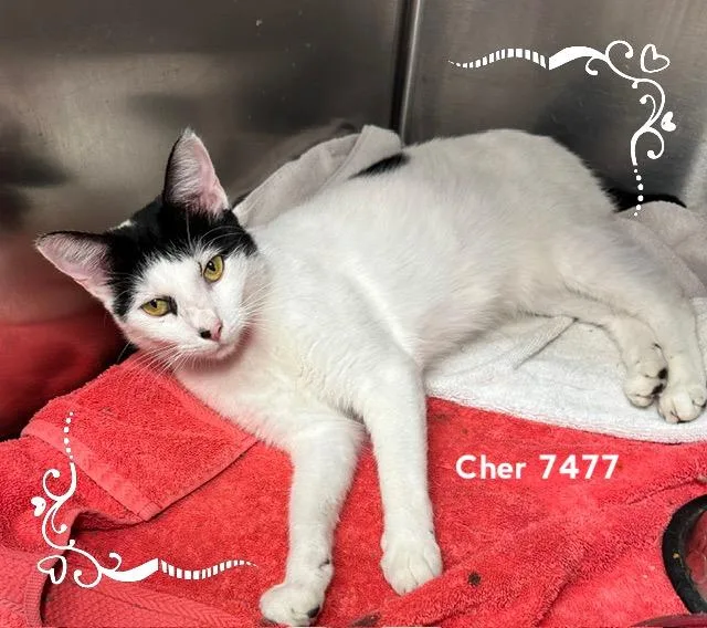 A young medium-sized female Black & White / Tuxedo Domestic Short Hair cat named Cher for adoption in Marietta, GA
