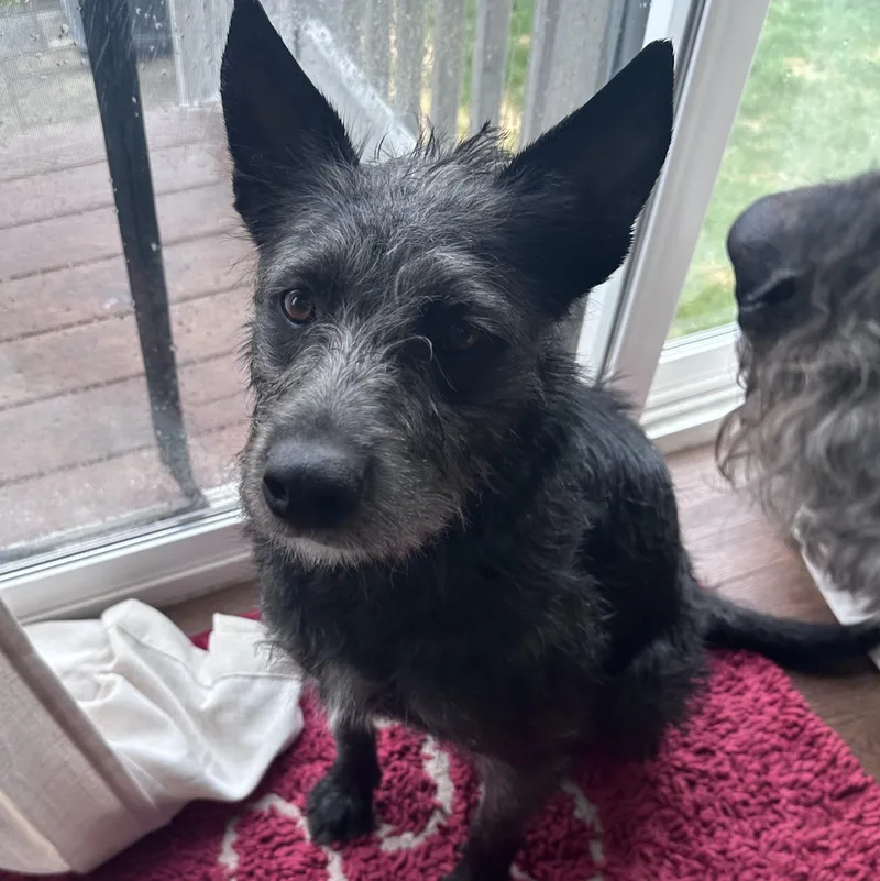 A young medium-sized female Schnauzer dog named Faith for adoption in Carmel, NY