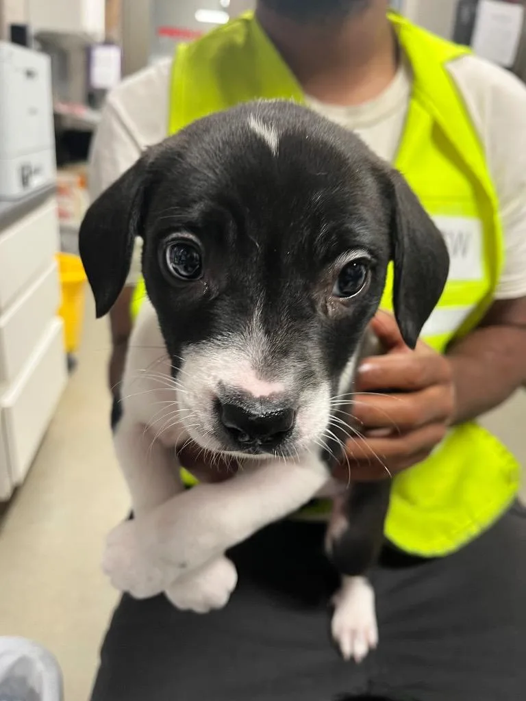 A baby small-sized female Terrier dog named Maple for adoption in Hopkinsville, KY