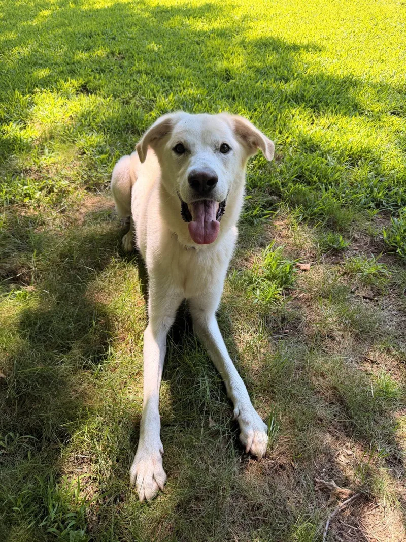An adult large-sized male White / Cream Great Pyrenees dog named Jovi for adoption in Hudson, MA